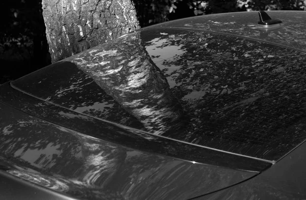 Birch tree reflection in car rear glass in black and white. — Stock Photo, Image