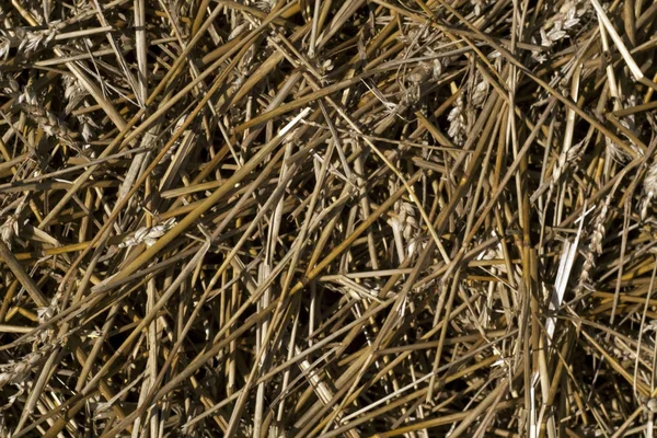 Pila de paja de trigo textura . — Foto de Stock