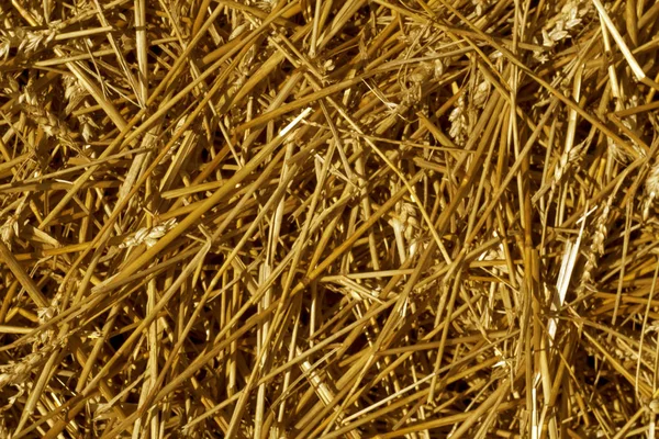 Textura da pilha de palha de trigo . — Fotografia de Stock