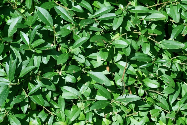 Cor verde padrão arbusto natural . — Fotografia de Stock