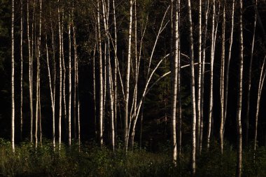 Huş ağacı orman sonbahar güneşte.
