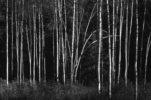 Forêt de bouleaux en automne soleil en noir et blanc — Photo