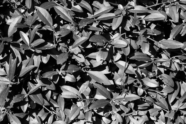 Zwart-wit natuurlijke bush kleurenpatroon. — Stockfoto