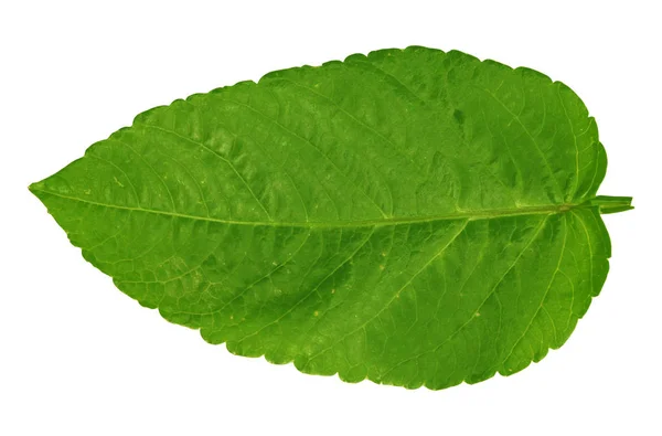 Hoja de flor verde sobre fondo blanco . — Foto de Stock