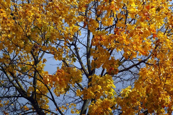 Maple tree with orange leaves in autumn.