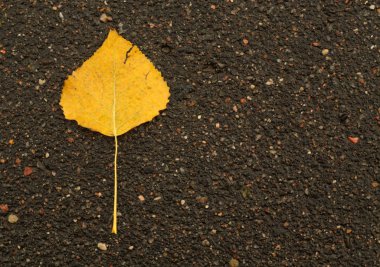 Turuncu yaprak asfalt yüzeye.