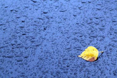 Islak araba yüzeyi altın yaprak.