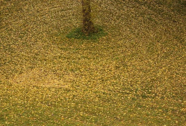Trädet och dess fallna orange blad på gräs. — Stockfoto