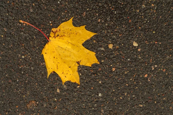 Goldenes Ahornblatt auf nassem Asphalt. — Stockfoto