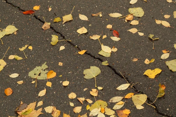 Umgestürzte Blätter auf rissigem Asphalt. — Stockfoto