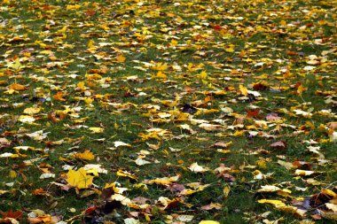 Bulanıklaştırma efekti ile yeşil çimenlerin üzerinde turuncu düşen yapraklar.