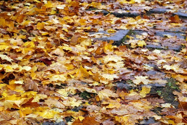 Oude trap bekleed met gevallen gouden bladeren. — Stockfoto