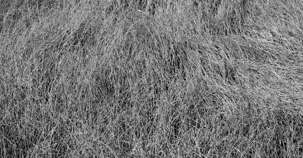 Desvanecido fundo grama selvagem em preto e branco — Fotografia de Stock