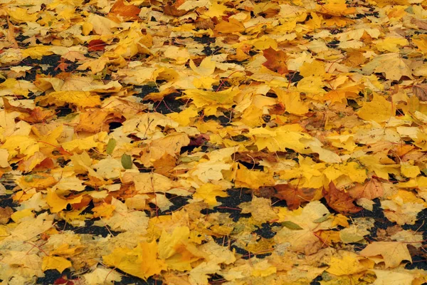 Asfalt yüzeye altın akçaağaç yaprakları. 