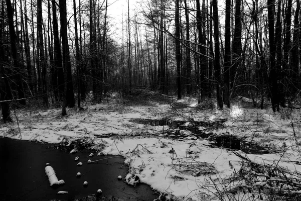Bosque de invierno y río cubierto de nieve en blanco y negro . —  Fotos de Stock