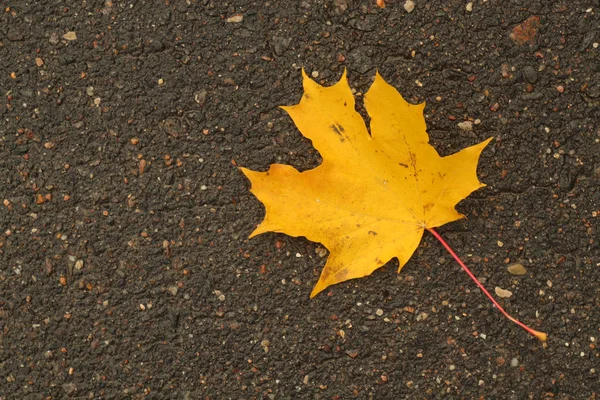 Πορτοκαλί maple leaf στην υγρή άσφαλτο επιφάνεια. — Φωτογραφία Αρχείου