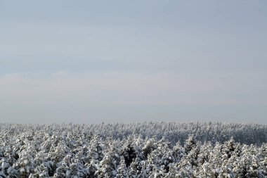 Ladin orman kar gökyüzü karşı/EC. 
