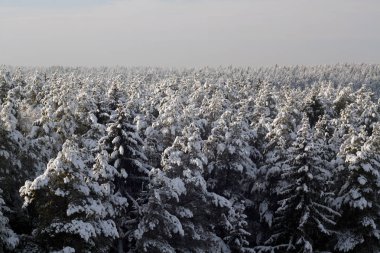 Karla kaplı ağaç.