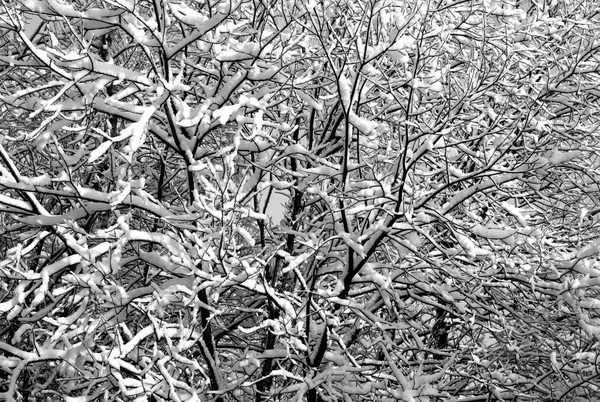 Árvore coberta de neve em preto e branco . — Fotografia de Stock