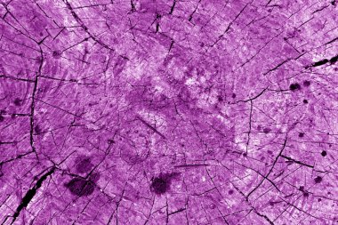 Mor sesi eski ağaç kesmek.