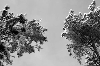 Siyah beyaz kar ile kaplı çam tops.