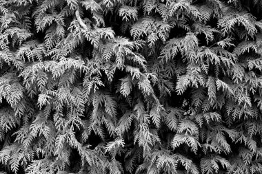 Mazı (bitki) doku siyah beyaz.