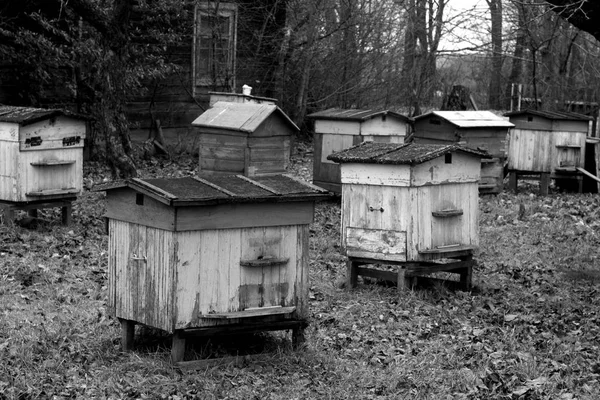 Παλιά κυψέλες μελισσών το φθινόπωρο σε μαύρο και άσπρο. — Φωτογραφία Αρχείου