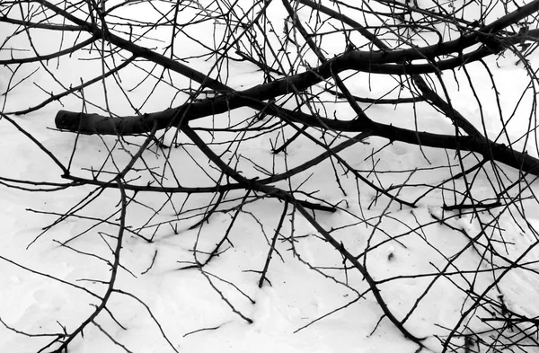 Cortar ramas de árboles en nieve en blanco y negro . — Foto de Stock