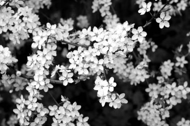 Kiraz çiçeği ağacında bokeh siyah ve beyaz ile.