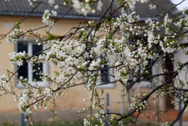 Cerisier en fleur avec bokeh . — Photo