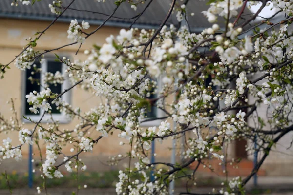 Cerisier en fleur avec bokeh . — Photo