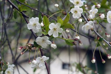 Kiraz ağacı çiçeği bokeh ile.