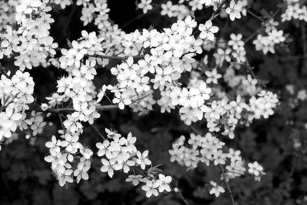 Kersenboom in bloei met bokeh in zwart-wit. — Stockfoto