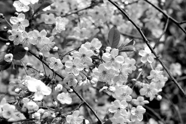 Wiśniowe drzewo w kwiecie z bokeh w czerni i bieli. — Zdjęcie stockowe