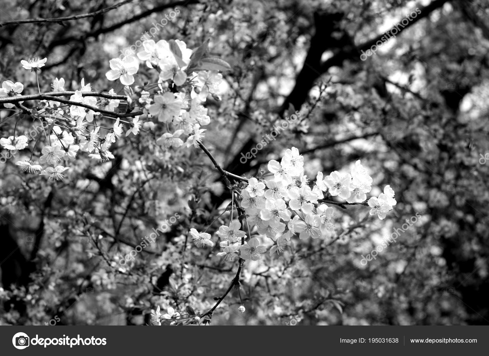 Cerisier En Fleur Avec Bokeh En Noir Et Blanc