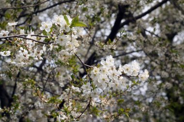 Kiraz ağacı çiçeği bokeh ile.