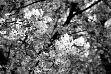 Kiraz çiçeği ağacında bokeh siyah ve beyaz ile.