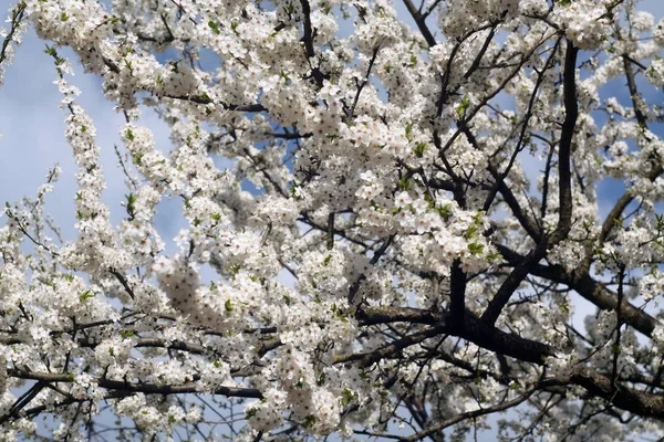 Körsbärsträd i blom med bokeh. — Stockfoto