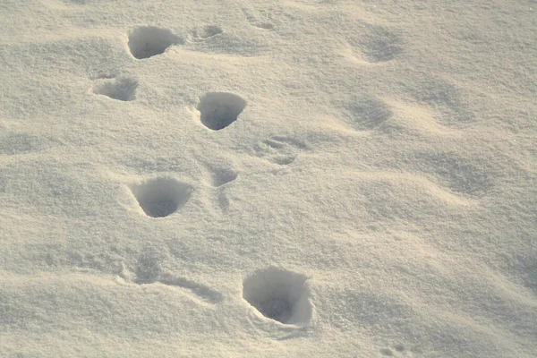 Stampe piede su neve bianca con effetto sfocatura . — Foto Stock
