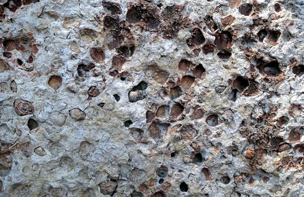 Shell rock stone close-up. — Stock Photo, Image