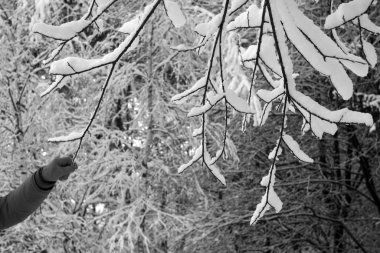 Karla kaplı el ele tutuşan ağaç dalı. Siyah ve beyaz olarak