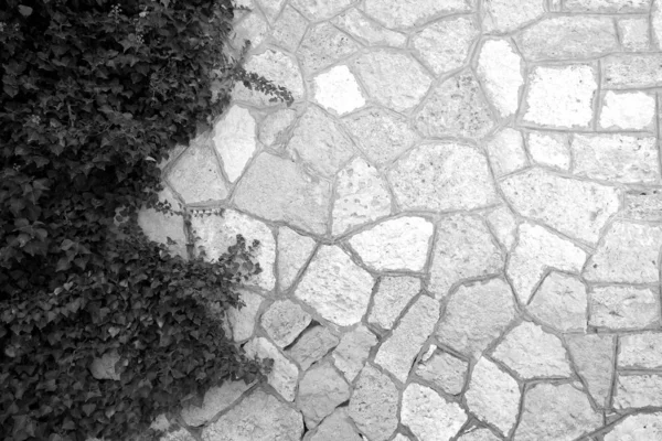 Kamienna ściana z naturalnymi liśćmi w czerni i bieli — Zdjęcie stockowe