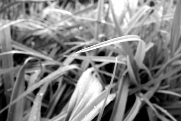 Erba con gocce di rugiada su di essa in bianco e nero con effetto sfocatura . — Foto Stock