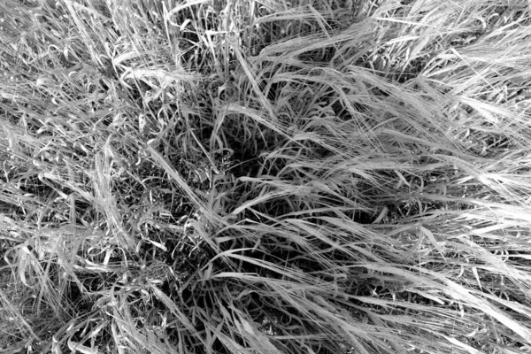 Pšeničné Pole Rozmazaným Efektem Černobílé Barvě Sezónní Přírodní Pozadí — Stock fotografie