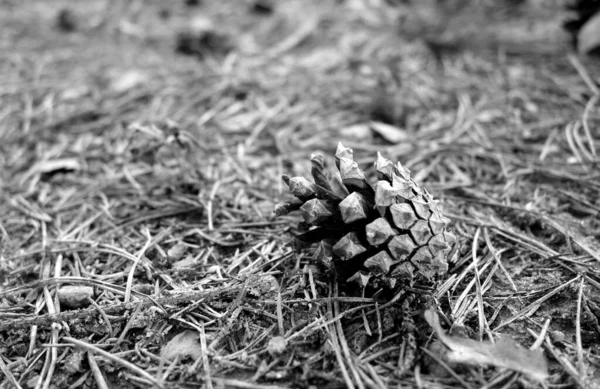 Pine cone on the ground in the forest in black and white. Natural view and background.