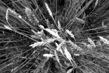 Buğday tarlasına yakın çekim ve siyah beyaz bulanıklık. Mevsimsel doğal arkaplan.