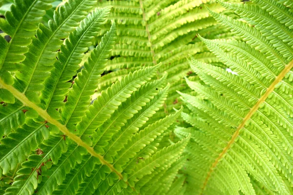 Yeşil Eğrelti Otu Yaprakları Mevsimsel Doğal Arkaplan — Stok fotoğraf