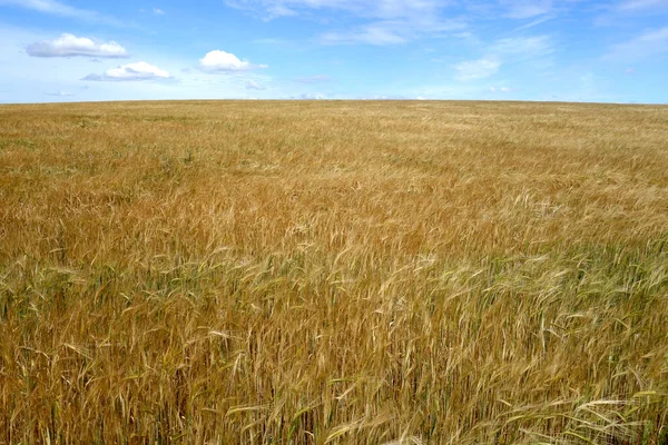 麦畑と青空 四季の自然背景 — ストック写真
