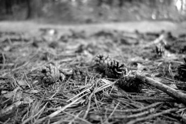 Siyah ve beyaz olarak ormanda yerde çam kozalağı. Doğal görünüm ve arkaplan.     