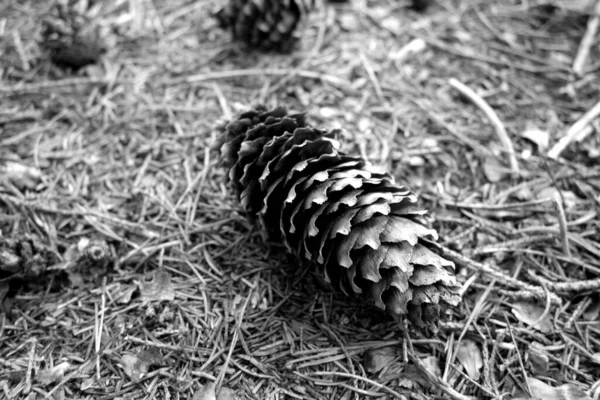 Pine cone on the ground in the forest in black and white. Natural view and background.